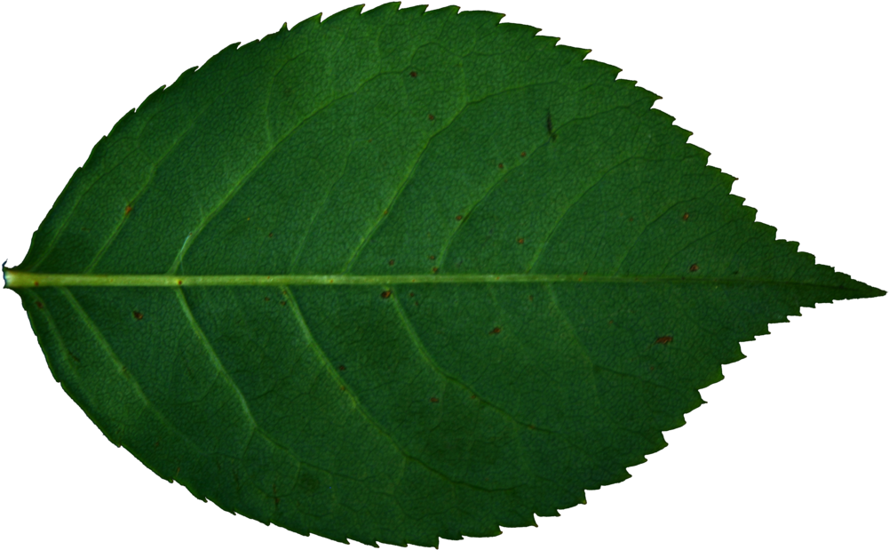 Rose Leaf Png Wwwimgkidcom - Canoe Birch (1024x640)