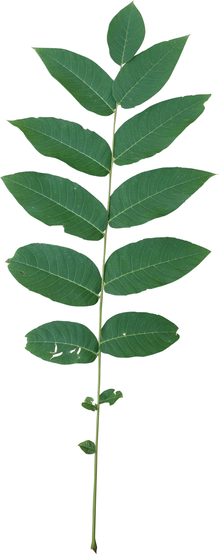 Compound - Black Walnut Leaf Transparent (800x1983)
