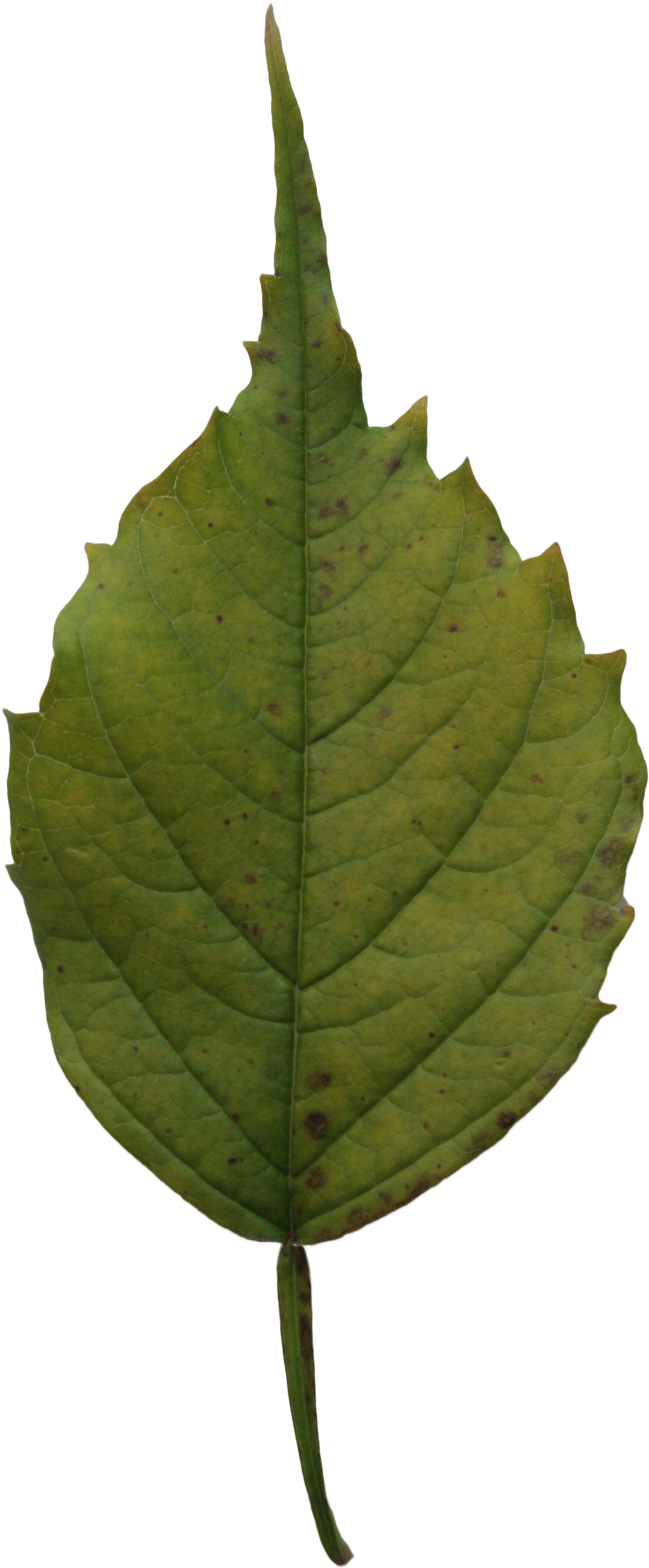 2d Leaves - Dark Green Leaf Png (2304x3456)