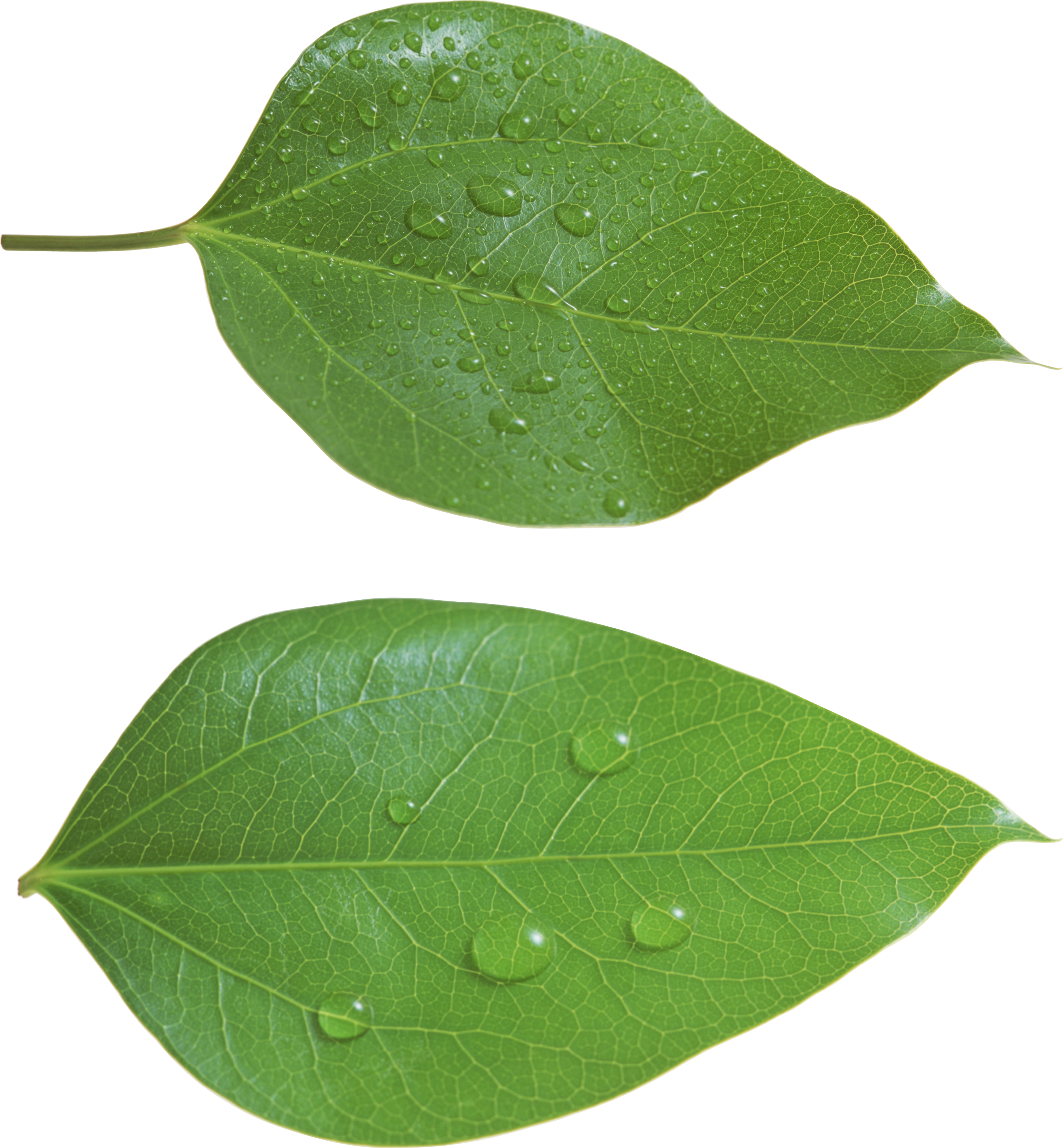 Green Leaf Png - Leaf Png (2682x2896)