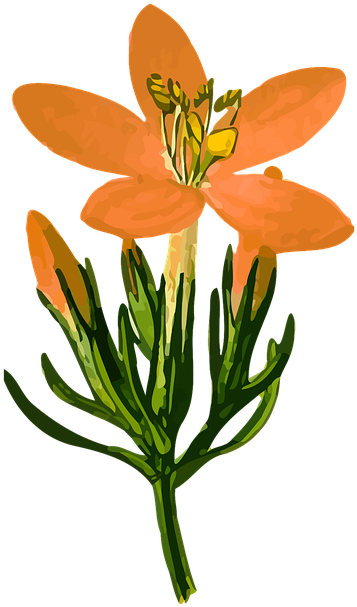 Gentian - - Genciana Png (420x720)