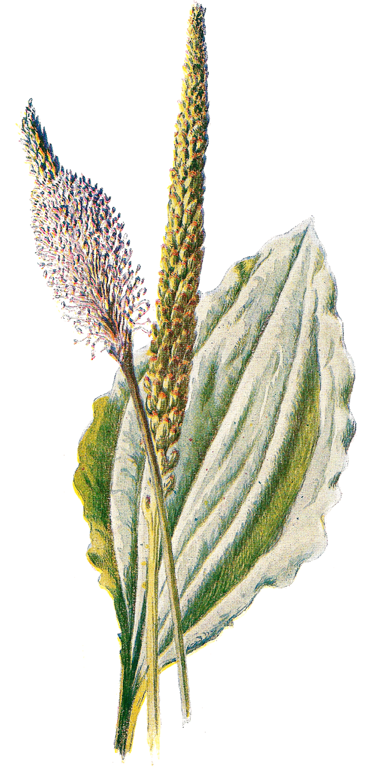 Free Flower Clip Art - Antique Print Of Plantain Flower Flowers Plant Plants (768x1600)