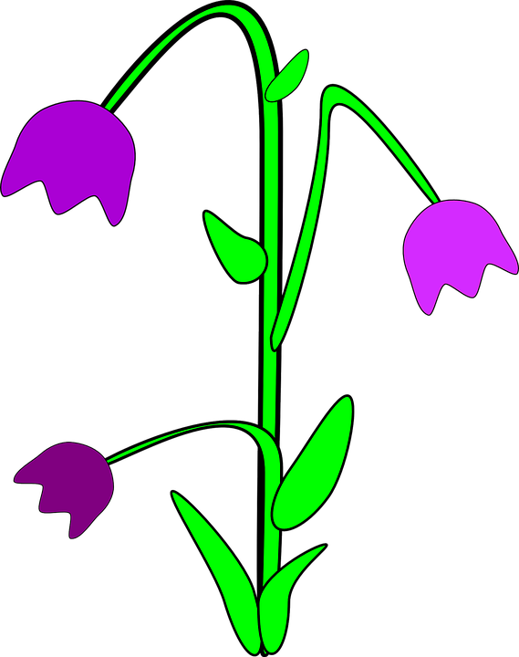 Bluebell Clipart Blue Bell - Glockenblumen Clipart (569x720)