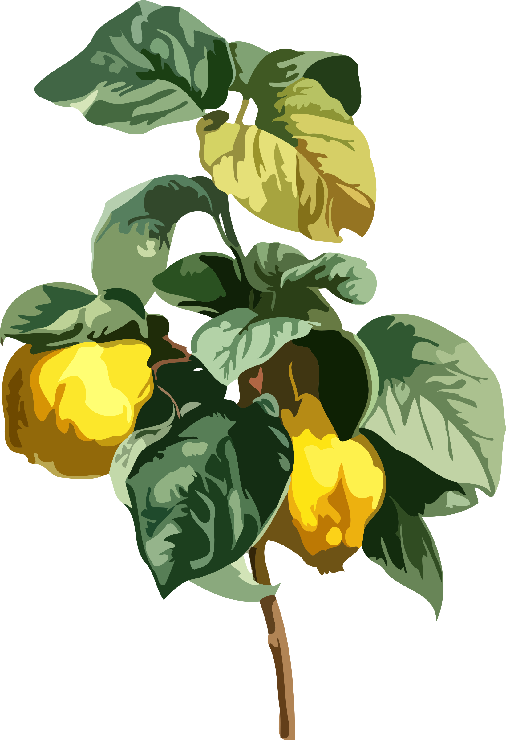 Download and share clipart about Quince By @firkin, Lower Resolution Versio...