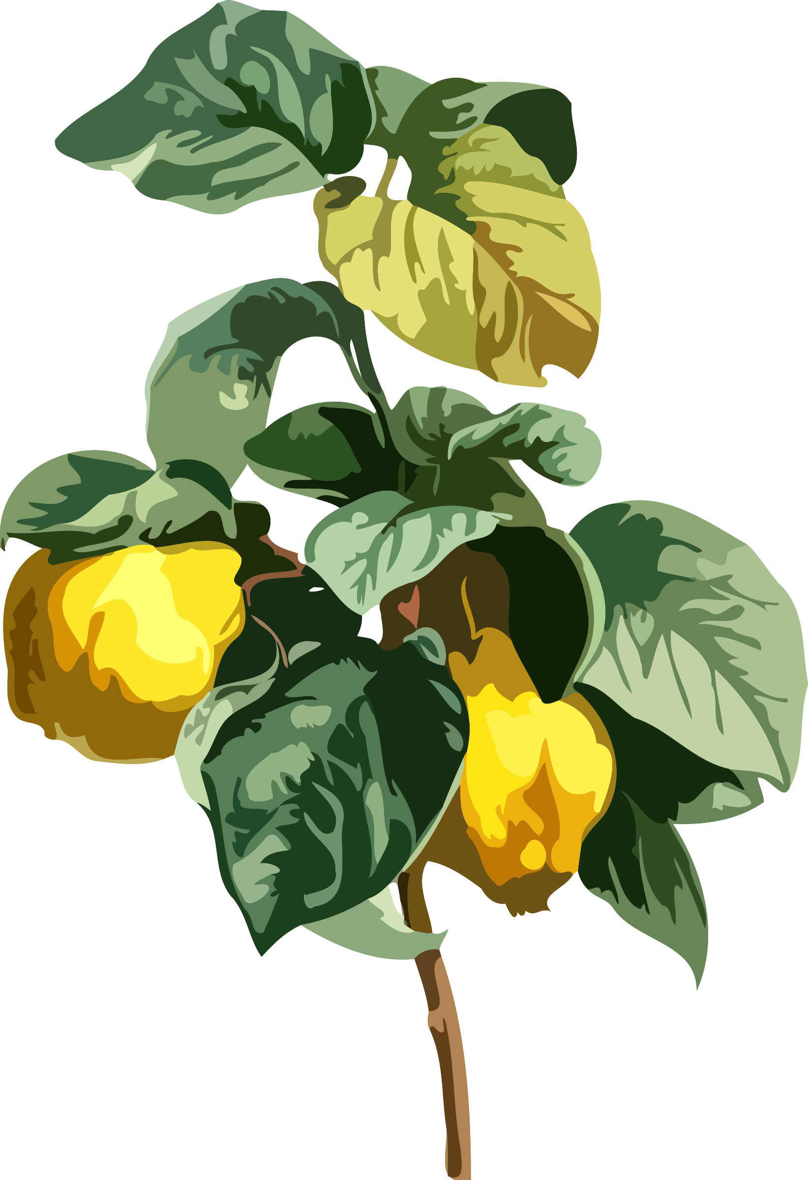 Quince By @firkin, Lower Resolution Version For Those - Quince Leaf (1643x2400)