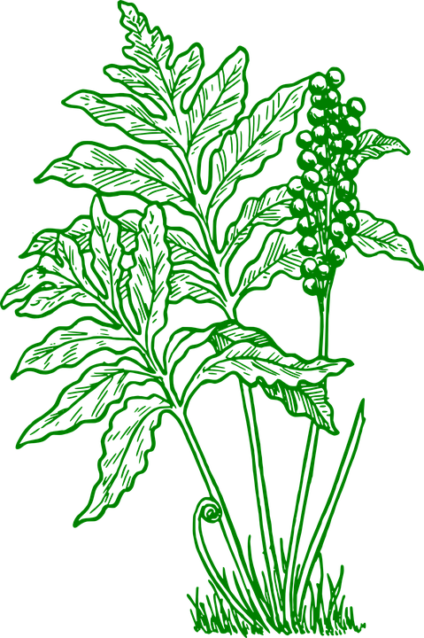 Fern Cliparts 9, Buy Clip Art - Fern Clip Art (479x720)