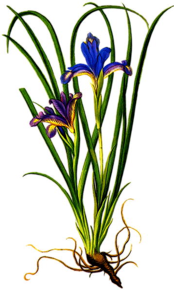 Crocus Clipart Flower Root - Iris Flower With Roots (372x720)