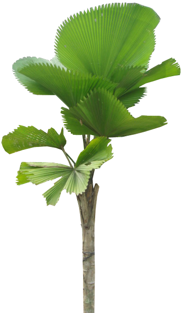 Licuala Grandis - Licuala Grandis Png (480x640)