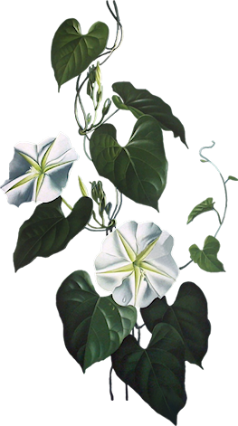 Tubes Vegetation - Cantinho Das Flores Mensagem (263x471)
