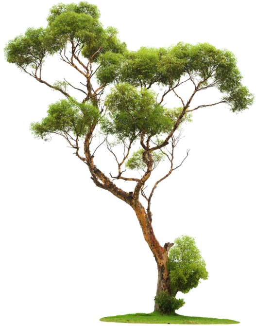 Flowers - Beautiful Tree For Photoshop (596x800)