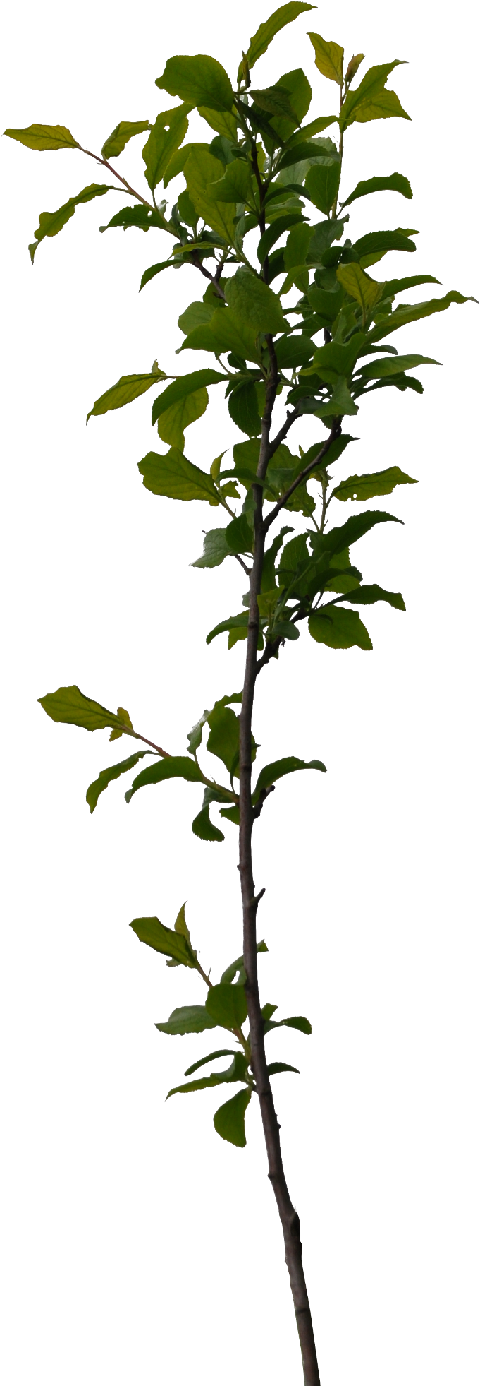 Preview - Bush Tomato (778x2048)