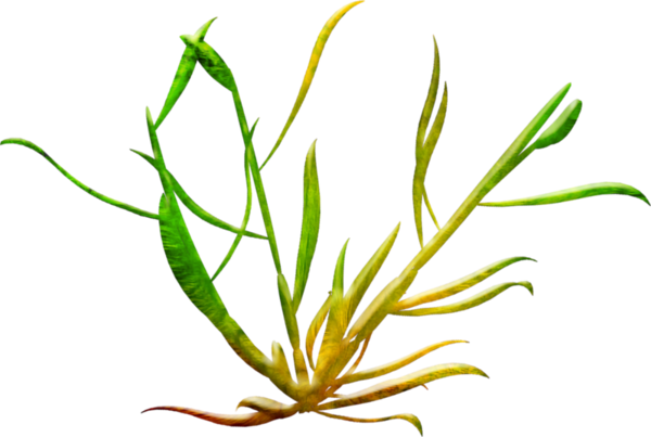 Algae (600x403)