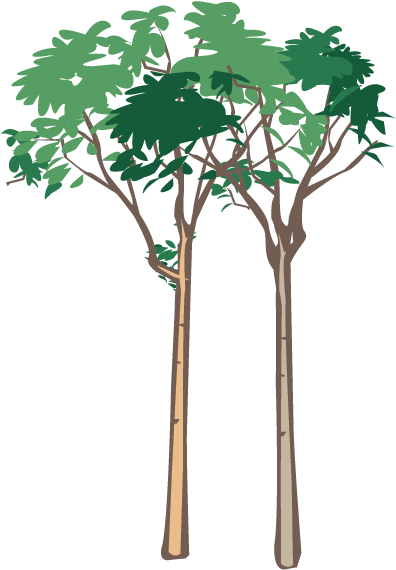 Vegetation - - Plane-tree Family (600x600)