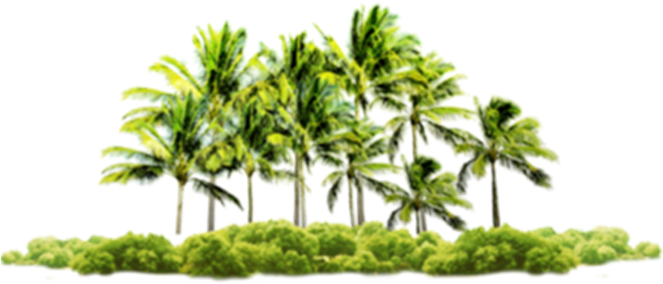 Beach Bu1ec9m Su01a1n Coconut Praia Do Coqueiro - Tropical Paradise Twin Duvet (1000x1000)