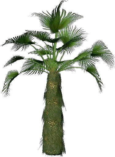 Trachycarpus Fortunei - Trachycarpus Fortunei (750x527)