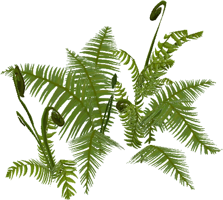 Old Growth Fern Cluster - Old-growth Forest (512x512)
