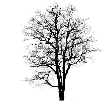 Bare Tree Silhouette Bilder Stockfotos Amp Vektorgrafiken - Infinite Complexity - Irena Orlov Canvas Art Print (450x452)