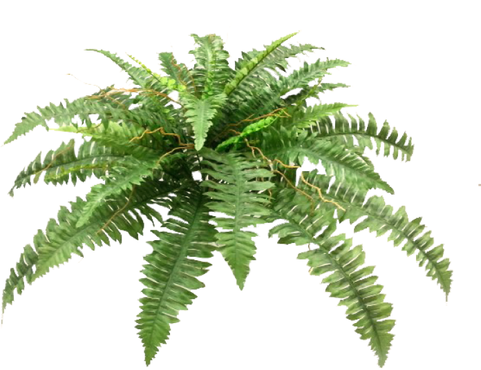 Boston Fern Bush X 4 38lvs - Pond Pine (800x600)