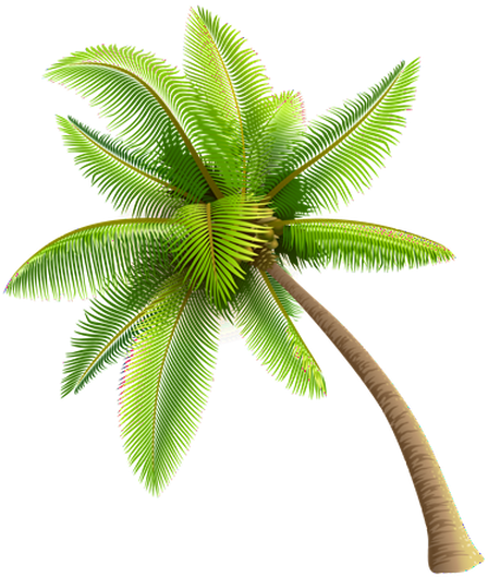 $2 Tacos $3 Domestic Bottle Beer $4 House Margaritas - Transparent Background Palm Tree Png (480x539)