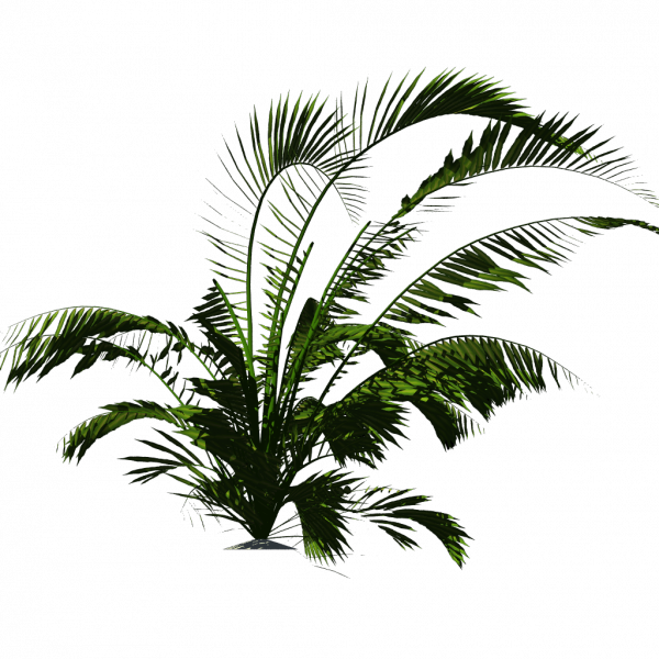 Org Howea - Tropical Plants Palm Png (600x600)