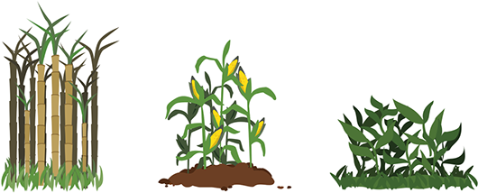 Crops Detail - - Plantation (600x286)