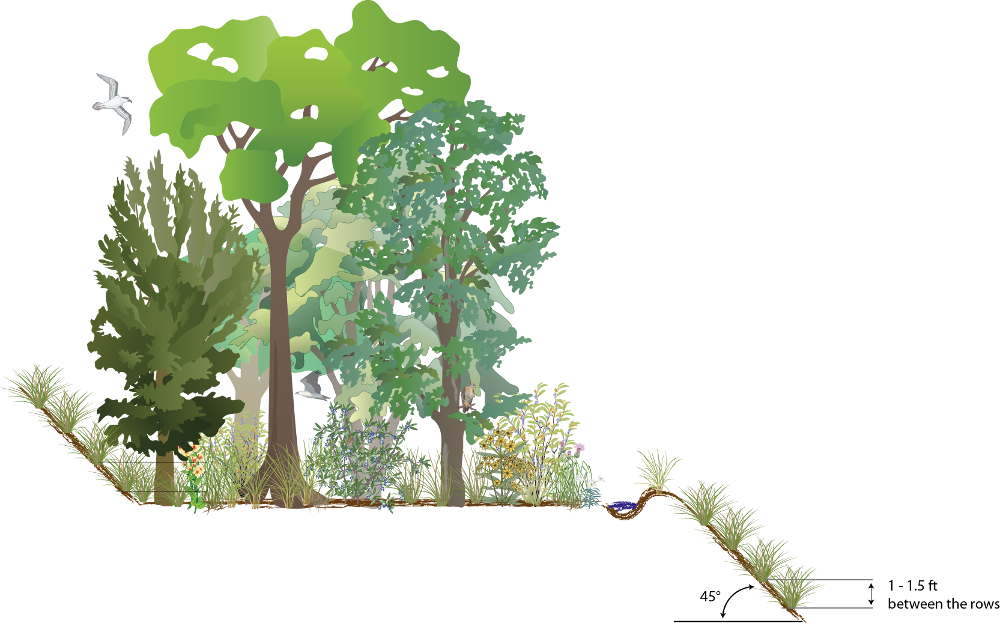 Gambel Oak (1000x623)