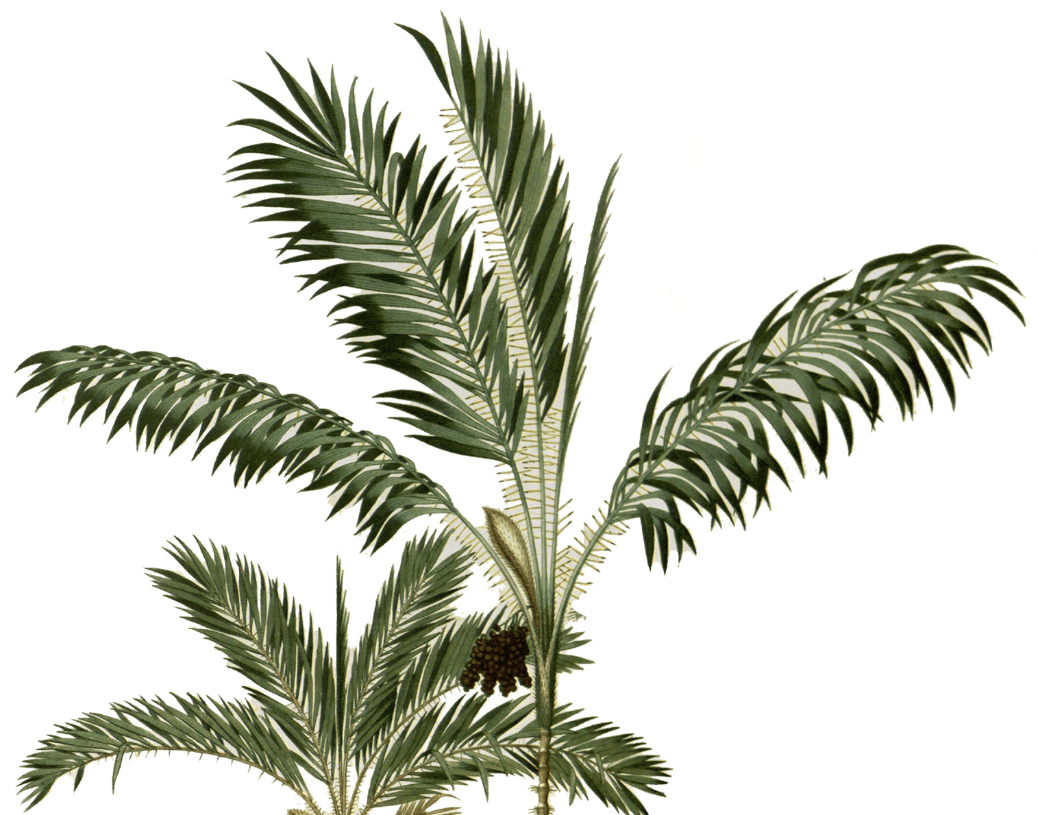 Contact Us - Inlijsting Palmblad (1516x1195)