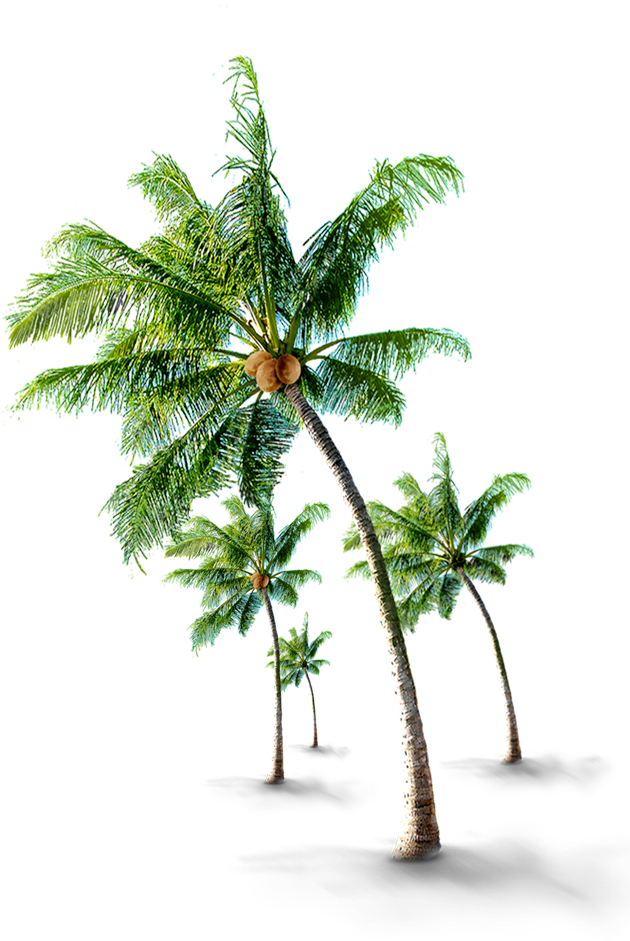 Paying Guest Kochi - Coconut Tree Hd Png (644x940)