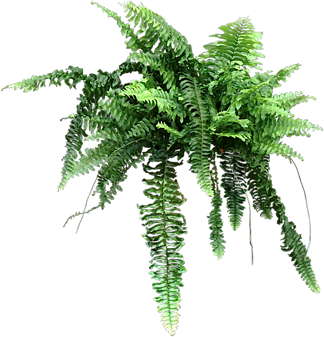 Why Are The Tips Of My - Fern (663x688)