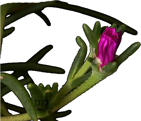Large-flowered Cactus (600x486)
