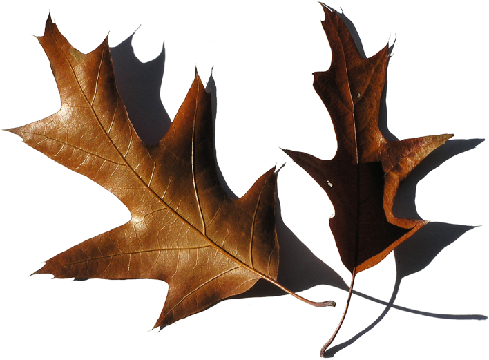 Celebrate Fall In Oakland - Kuru Yaprak (734x547)