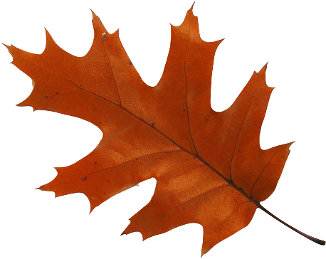 Maple Leaf (471x378)