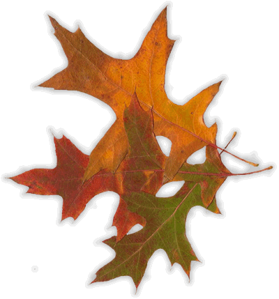 Georgia Autumn Leaves Electric Bill - Maple Leaf (400x429)