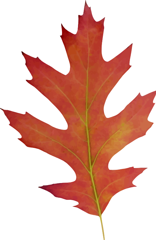 Oak Leaf Drawing Download Oak Leaf Drawing Download - Fall Autumn Leaves And Pumpkins Magnets Set 2pk (520x800)