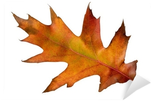 Maple Leaf (400x400)