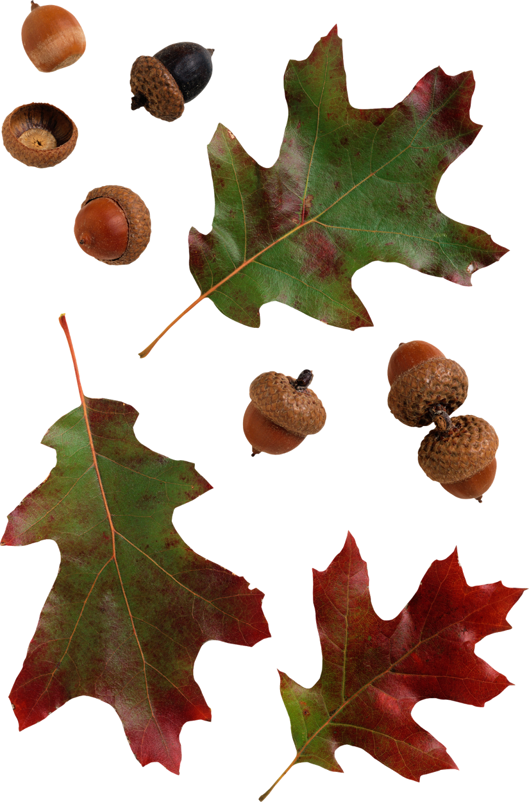 Acorns - 資本取引の会計・税務 [書籍] (1056x1600)