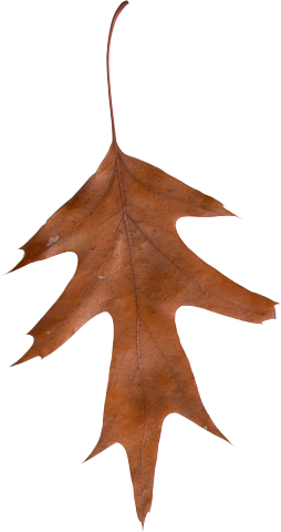 Instead They Struggle To Survive Another Day - Black Oak (254x480)