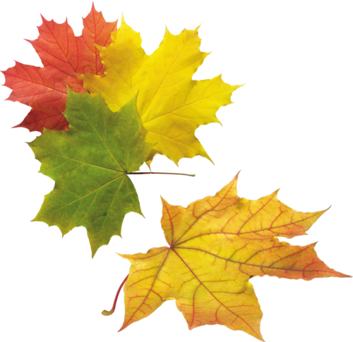 Feuilles D'automne - Clip Art (500x485)