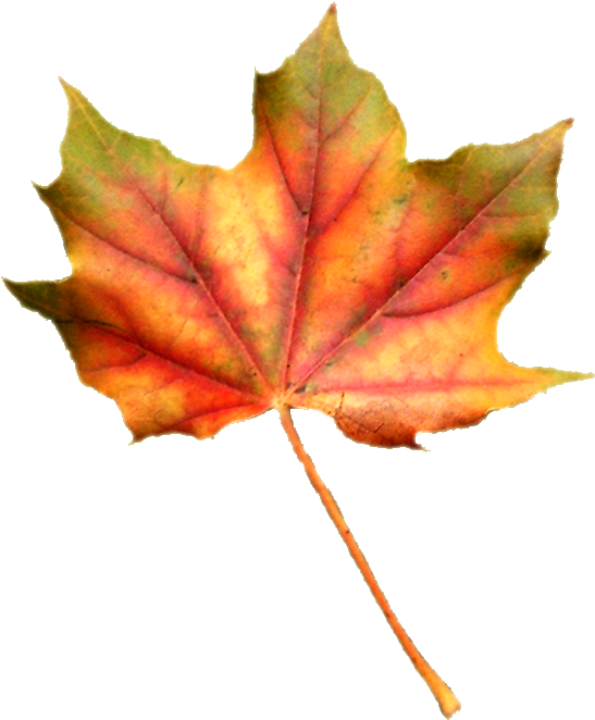 Tubes Feuilles Png Pour Vos Créas D'automnefeuilles - Maple Leaf (700x750)