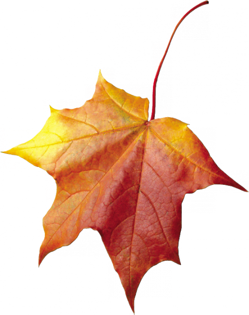 Feuilles - Осенние Листья Для Фотошопа (500x632)