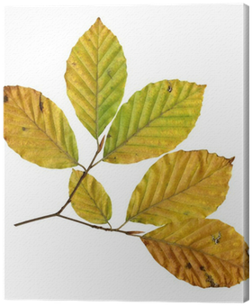 Tableau Sur Toile Face Inférieure Des Feuilles D'un - Copper (400x400)