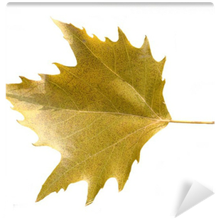 Maple Leaf (400x400)