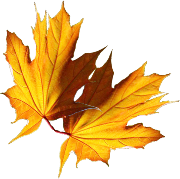 Feuilles - Maple Leaf (600x597)