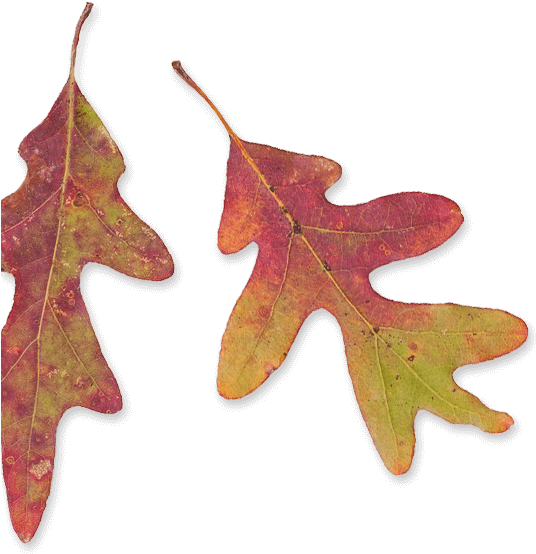 Teeth For Life - Gambel Oak (538x564)