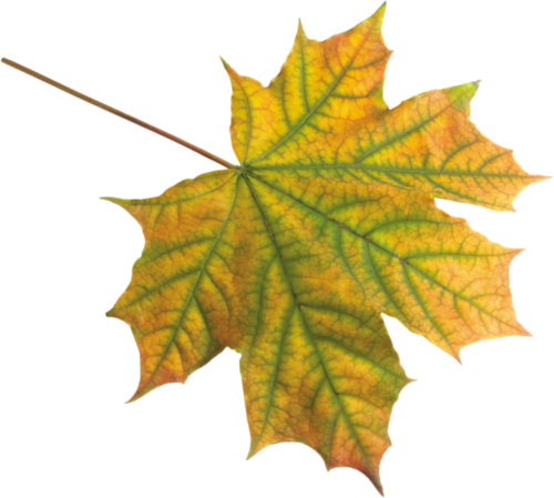 Feuilles / Automne - Maple Leaf (500x449)