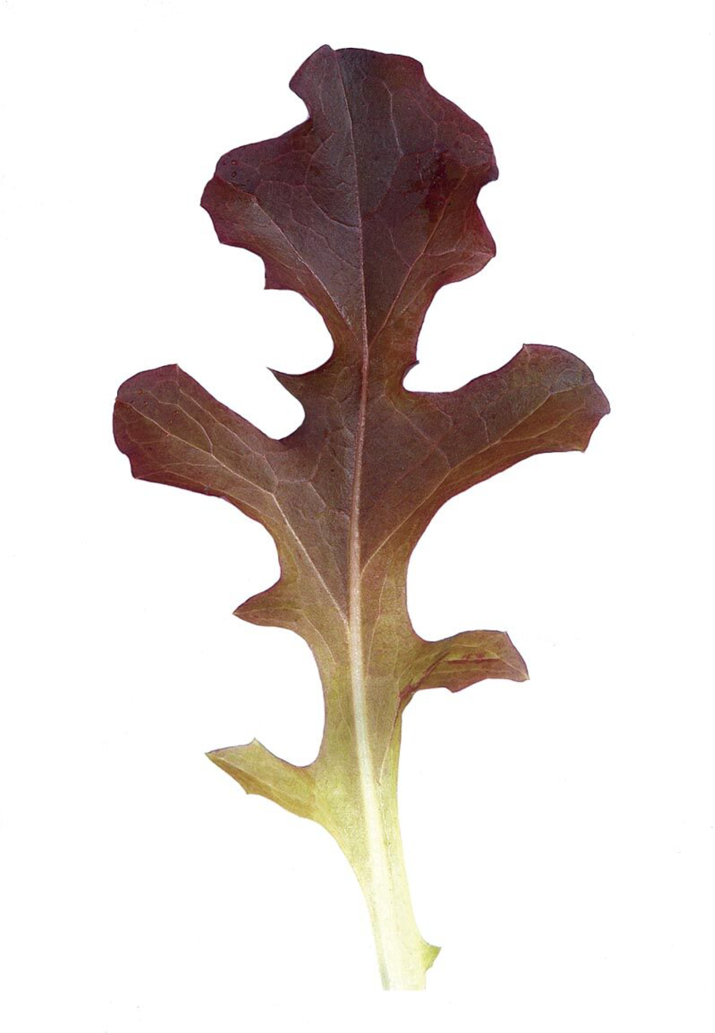 Garrison Oakleaf Lettuce - Leaf Lettuce (2048x2048)