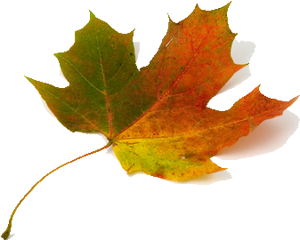 Blaadjes Van De Bomen (400x335)