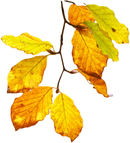 Feuilles D'automne Série - Autumn (456x500)