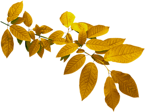 Feuilles D'automne - Brick Wall White Background (500x389)