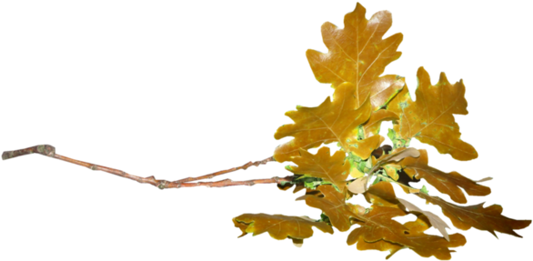 Feuilles / Automne - Gambel Oak (600x338)